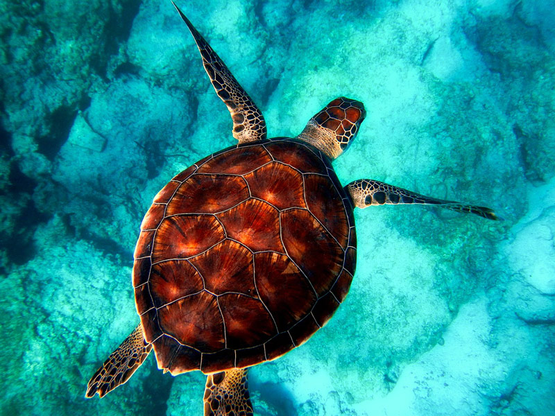 PLONGÉE SOUS MARINE