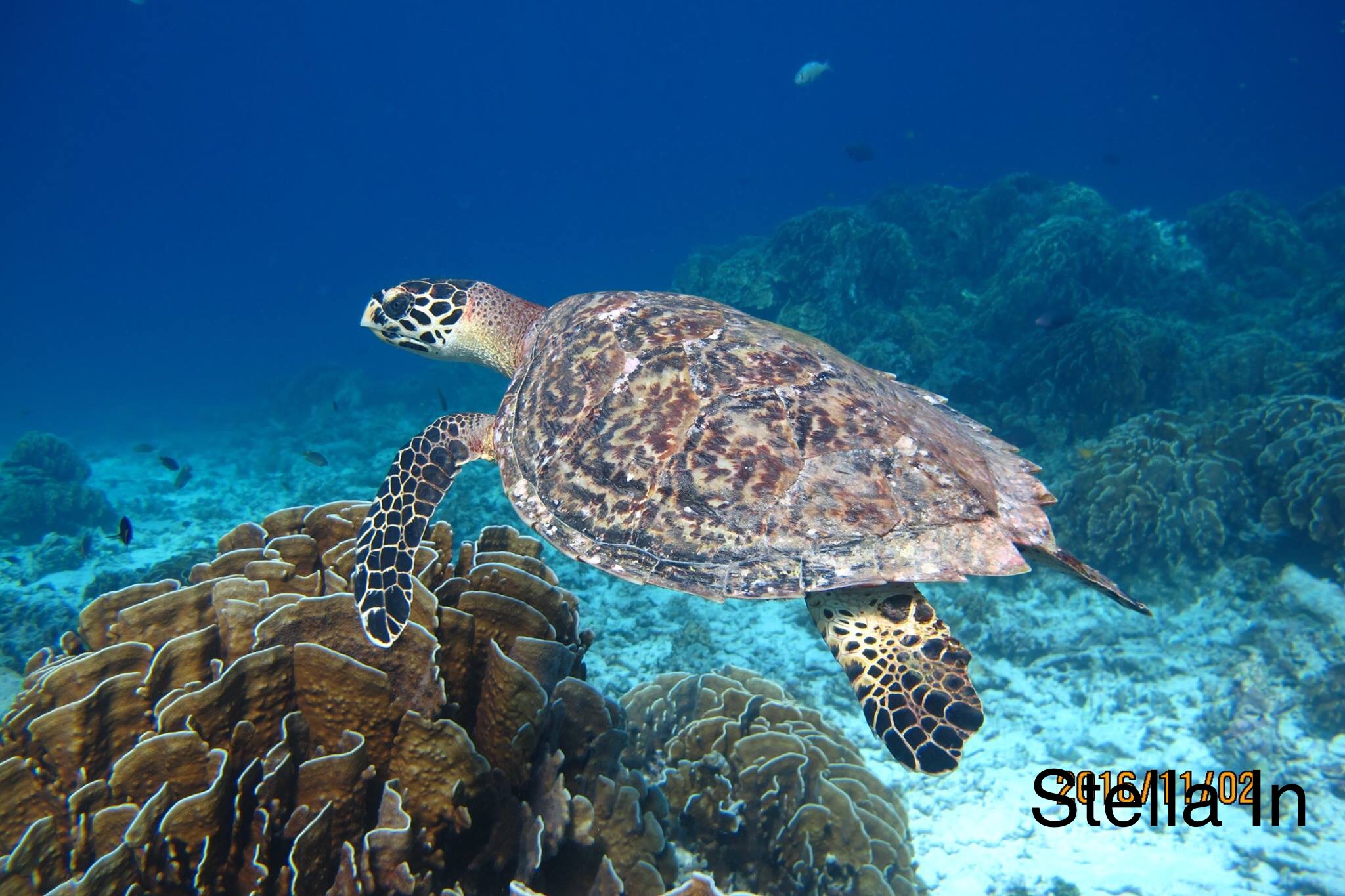 SIMILAN ISLANDS 3600 BATH