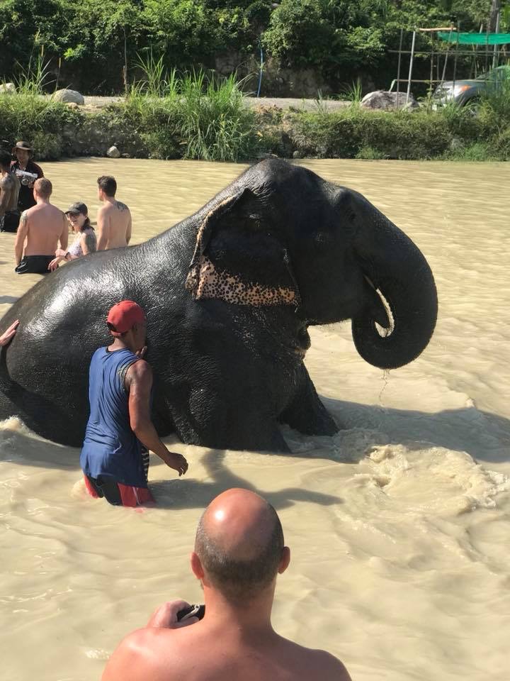 SANCTUARY ELEPHANT 2500 BATH